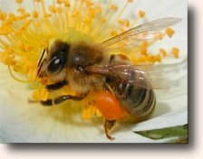 VitaPurity Honey Bee Pollen is 100% pure organically grown bee pollen harvested from honeybees and delivered fresh to your door!