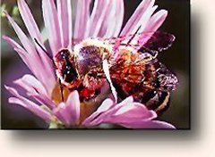 Besides collecting nectar from flowers, bees select only those pollens that contain the greatest amounts of protein, and other nutrients.