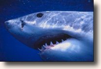 VitaPurity's special cold processing combined with our filtration process makes VitaPurity Pacific Ocean Shark Cartilage more potent than any other cartilage on the market today.