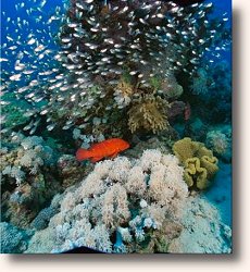 A beautiful Coral Reef off of Okinawa, Japan.