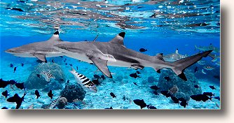 VitaPurity Pacific Ocean Shark Cartilage is rich in nutrients that are critical to bone and joint health.