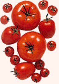 Lycopene is a proven antioxidant that may lower the risk of certain diseases including cancer and heart disease.